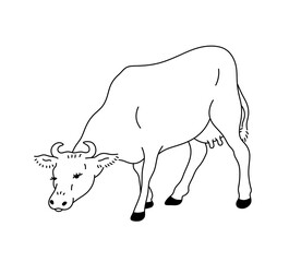 Vector isolated one single standing walking cow eating grass side view colorless black and white contour line easy drawing