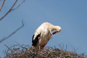 Stork at the lake of Pfaeffikersee in Zurich in Switzerland