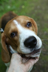 beagle dog closeup portrait with stick on green grass background