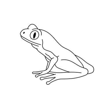 Vector isolated one single sitting tree frog with big eyes side view  colorless black and white contour line easy drawing