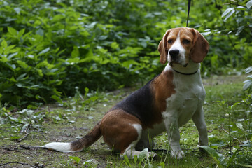 beagle dog closeup portrait with on green grass background