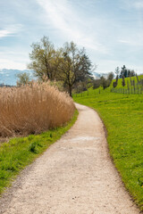 Fototapeta na wymiar Landscape around the lake Pfaeffikersee in Zurich in Switzerland