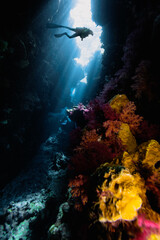 Fototapeta na wymiar Diver exploring the coral reefs and cave in Egypt.