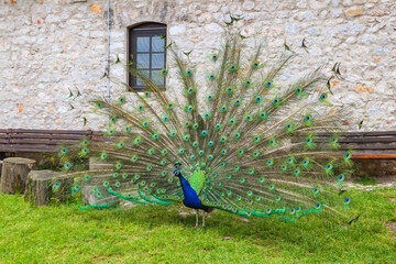 Obraz premium Male of peacock or peafowl (Pavo cristatus) with colorful spread tail-feathers on a lawn