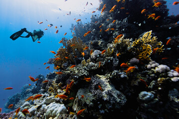 Fototapeta na wymiar Diver exploring the coral reefs in Egypt.