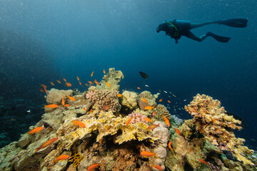Diver exploring the coral reefs in Egypt.