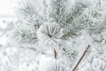 Naklejka na ściany i meble Spruce branches in the snow against the background of a snow-covered forest