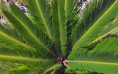 close up view of the stems of a vivid palm tree