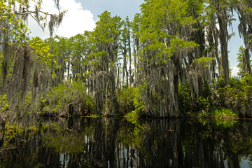 Obraz premium swamp landscape in the Okefenokee National Wildlife Refuge in Georgia