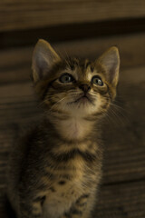 Macro shot of small kitten