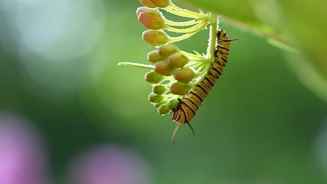 Monarch Butterfly Caterpillar eating orange milkweed plant