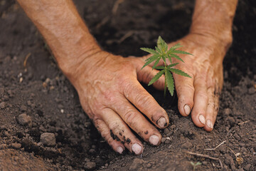 Top view Farmer planting cannabis plant in ground. Concept farm marijuana plantation