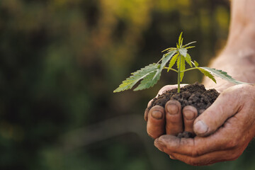 Seedlings cannabis plant in hand farmer. Concept farm marijuana plantation