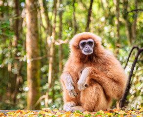 Lar or white-handed gibbon at primate rescue center near Plettenberg Bay, South Africa