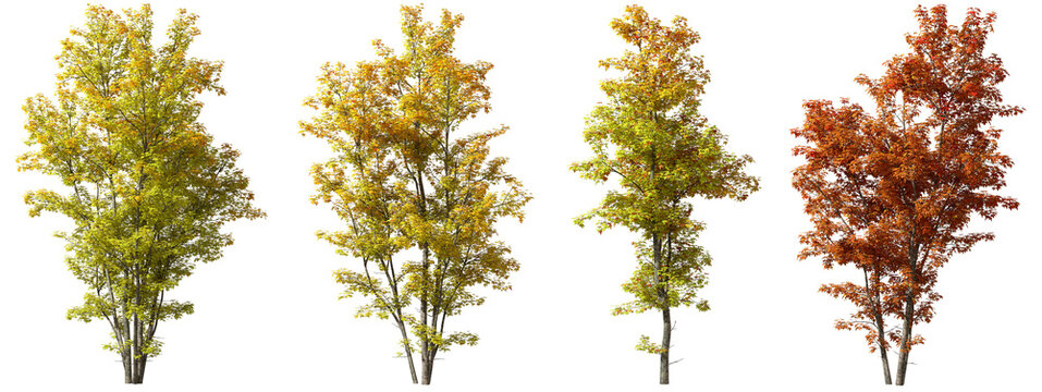 Cutout autumn trees with colorful foliage isolate backgrounds 3d render png