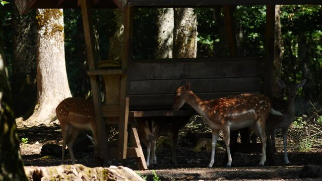 Fallow deer in natural environment. Vision Park in Auberive region, France. Slow motion