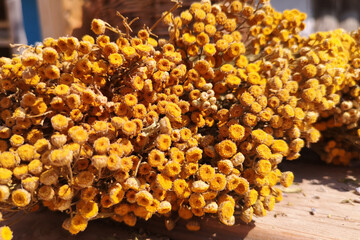 Tansy, a plant with yellow flowers, medicinal herb. Collection, terms, harvesting of dried herbs. Close-up. Choleretic and antihelminthic agent. Ethnoscience.