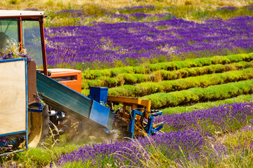 Tractor working on lavender field. Harvest time