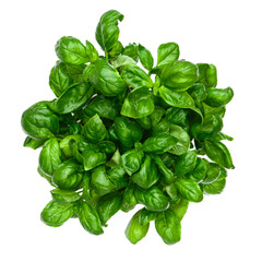Fresh basil leaves isolatet on white background