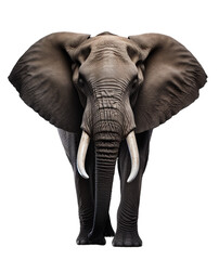 Close up of African elephant on transparent background. AI generative