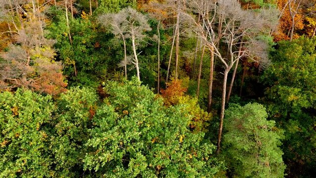 Aerial tilt up footage of colorful treetops in autumn, some healthy green others damaged and deseased brown, forest dieback in Germany
