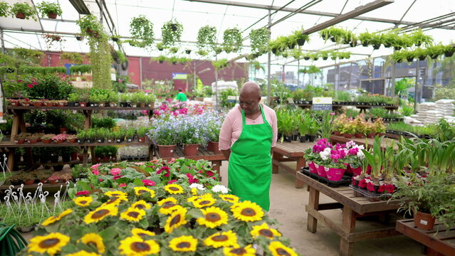 One Senior Black Employee Standing Inside Large Local Plant Store Wearing Green Apron. An Older African American Woman Staff At Flower Shop