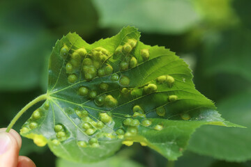 Didymomyia tiliacea, gall, grows, on a lime leaf.