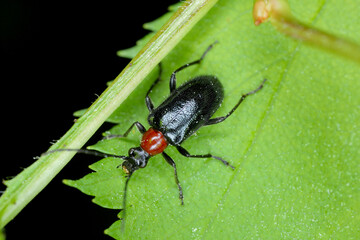 Ball necked goat beetle (Acmeops, Dinoptera collaris) on a leaf.