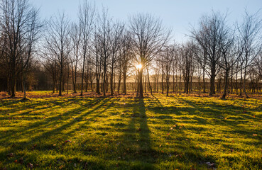 Golden sunlight sunset or sunrise through trees