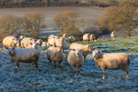 Sheep in a cold frosty winter farm field set in the English or British countryside