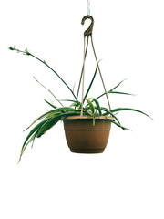 Hanging plant in pot, indoor houseplant transparent background