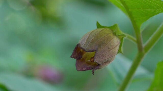 Deadly Nightshade, blooming (Atropa belladonna) - (4K)