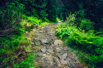 Obraz premium little green path in the forest