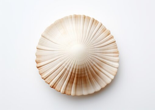 shell isolated on white, AI generative