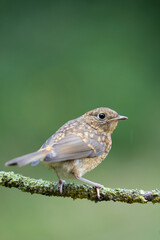 Naklejka premium Close up of a young Robin (Erithacus rubecula) on a branch with a natural green foliage background - Yorkshire, UK. Spring