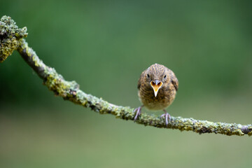 Young Robin (Erithacus rubecula) with beak open, begging for food, on a branch with a natural green foliage background - Yorkshire, UK in June.