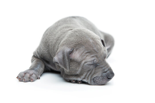 One month old thai ridgeback puppy dog sleeping. Isolated on white. Copy space.