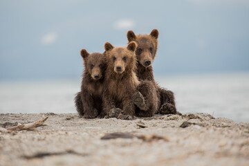 Three cubs of bear in Kamchatka, Russia