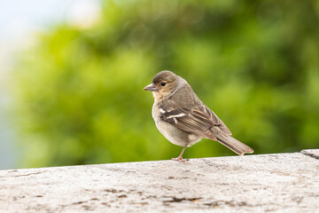 Small chaffinch in nature