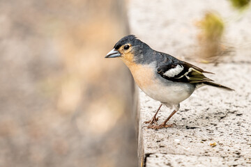 Small chaffinch in nature