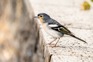Small chaffinch in nature