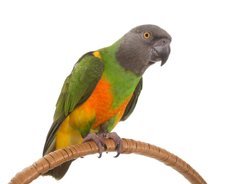 senegal parrot  in front of white background