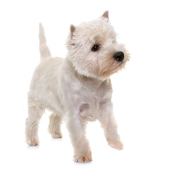 puppy west highland white terrier in studio