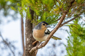 Small chaffinch in nature