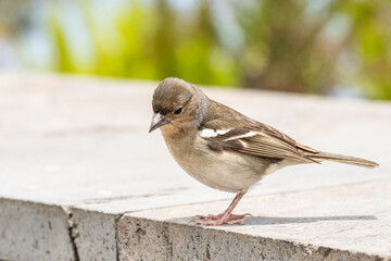 Small chaffinch in nature