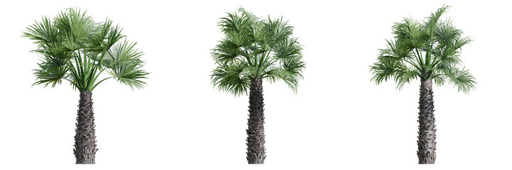 set of green trees isolated on transparent or white background