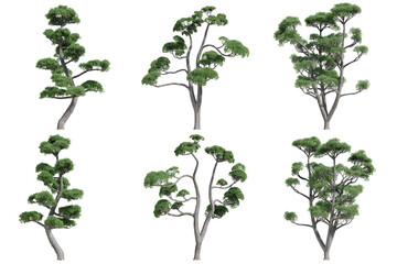 Obraz premium set of green trees isolated on transparent or white background