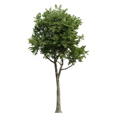 Fototapeta premium green tree isolated on transparent or white background