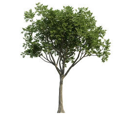 green tree isolated on transparent or white background