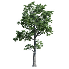 Fototapeta premium green tree isolated on transparent or white background